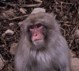 Naklejka premium japanese monkey