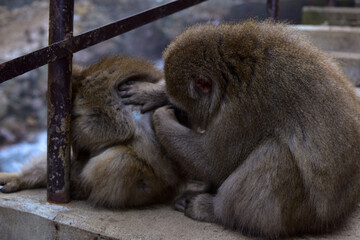 japanese monkey