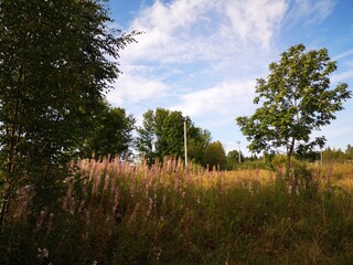 meadow with flowers