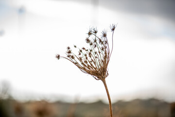 dandelion in the wind