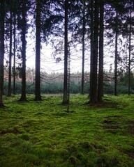 quiet forest covered with moss