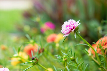 Purslane Flower Background