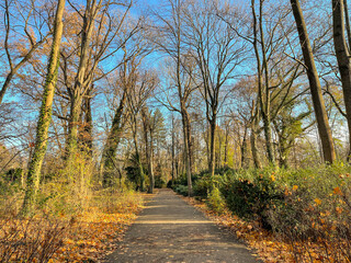 The way in the park with tree shadows and blue sky. Beautiful nature in fall