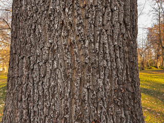 Close up of texture of tree barks and tree trunk in natural environmen for background