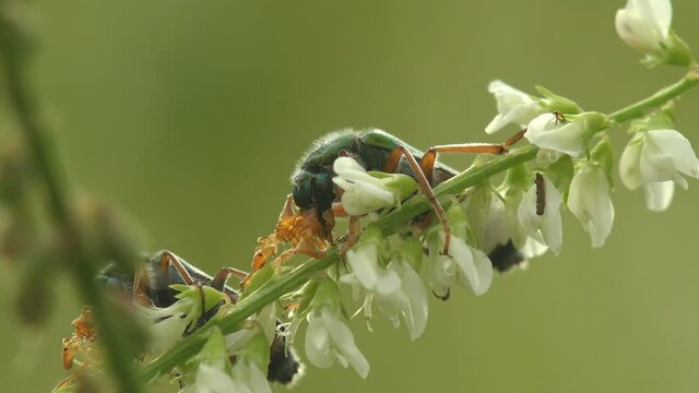 Courtship rituals of insects and Mating Cerocoma is Palearctic genus of blister beetle. Imagines show distinct sexual dimorphism in  feeding apparatus and antennae. View Macro insect in wildlife
