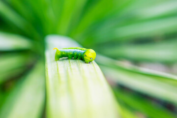 .Green worm on the leaf