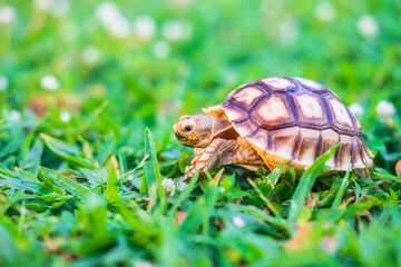 The Suzuka turtle is walking on the grass.