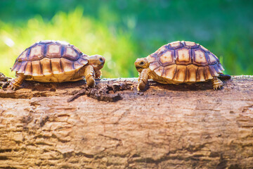 Two Sukata turtles in the forest