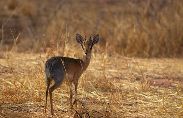 Naklejka na ściany i meble Damara dik dik (the smallest antelope) on savannah on a sunny day.