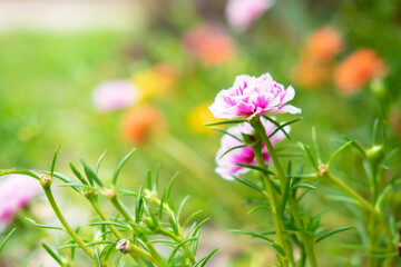 Purslane Flower Background