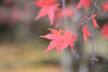 カエデ　紅葉