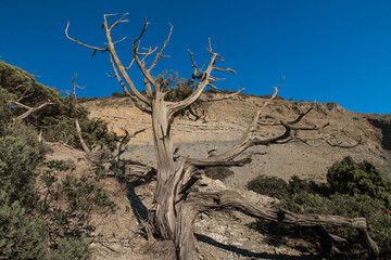 Dead relict tree against the background of mountains and blue sky.