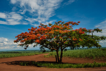 Uma viagem pelo interior de Minas Gerais © Cleisson