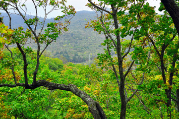 Green trees in a forest in summer season. View from hill. Vladivostok, Russia
