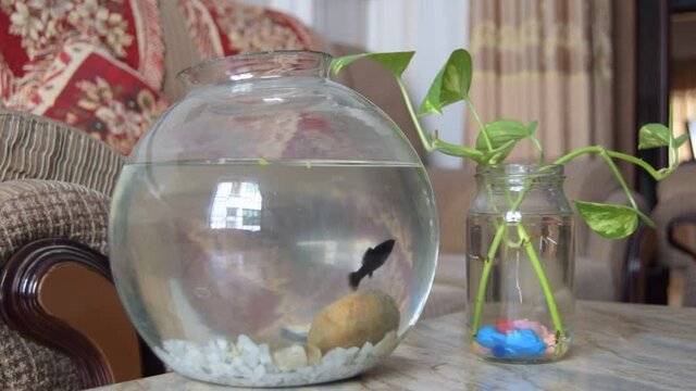 Aquarium on the table, fishes are swimming, stone on the bottom, Living room interior, preparation for Christmas and new year celebration, jar filled with water, round jar on the stone made table, rel