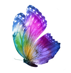 Color butterfly , isolated on the white