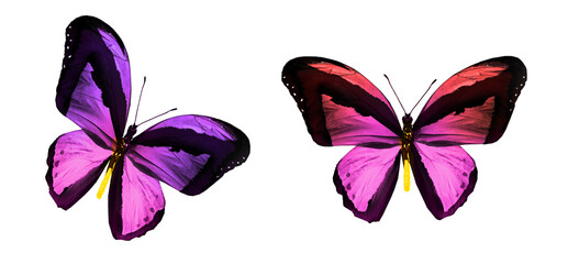 Color butterflies , isolated on white background