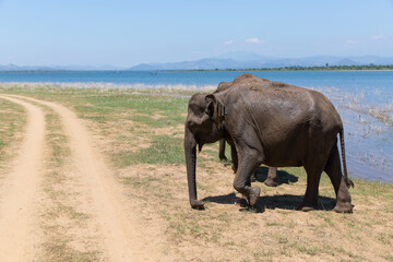 Close up of elephant in a Udawalawe National Park of Sri Lanka