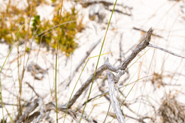 Coastal sand dune landscape of Fish Hoek, Cape Town