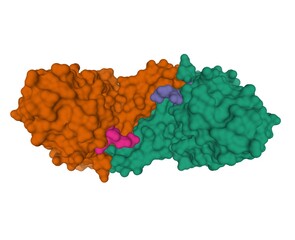 Crystal structure of human tyrosylprotein sulfotransferase-1 (brown and green) complexed with gastrin peptide (purple and blue), 3D surface model isolated, white background