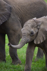 Fototapeta na wymiar Portrait of a young elephant calf at a wildlife sanctuary in Zimbabwe.