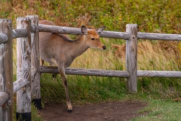 Biche sika passant sous une barrière, dans le parc national de Shiretoko, Hokkaido, Japon