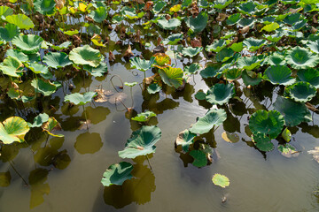 Feuilles de lotus et reflets sur la surface d'un étang