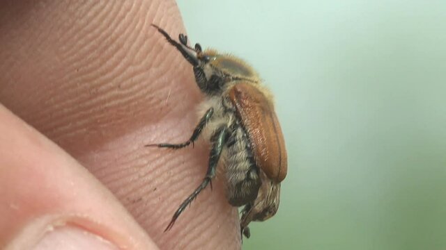 Amphimallon assimile is species of beetle in Melolonthinae, early in summer morning crawling on human finger, macro view insect in wildlife