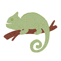 Chameleon on brown twig isolated on white background. Hand drawn cute wildlife cartoon character green coloring.