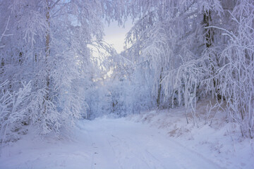 winter landscape in the forest