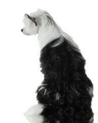 Dog sitting with his back on on a white background. cute Chinese Crested puppy. 