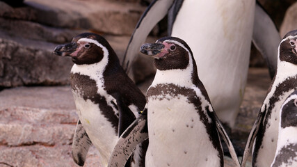 Naklejka premium 水族館のフンボルトペンギン