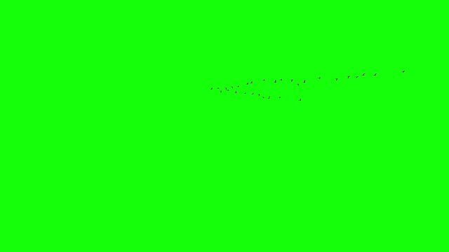 A flock of wild geese flying in the sky. 3D rendering animation with green background. Migrating wild geese, used for synthesis into natural scene
