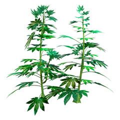 Obraz premium 3D Rendering Japanese Aralia Plant on White
