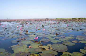 Red Lotus Sea in Udon Thani Province, Thailand.