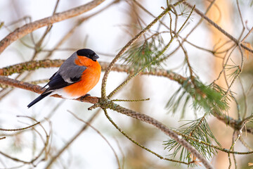 The bullfinch songbird sits on a pine branch in the winter forest. Pyrrhula pyrrhula. Bird watching...