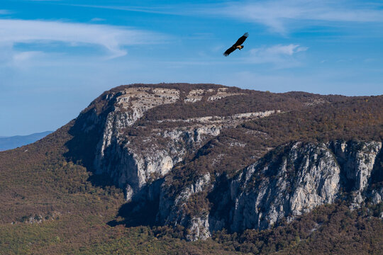 Flight of an eagle over the Boyka mountain range in Crimea
