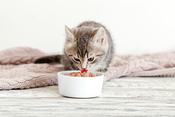 Tabby kitten eating food from white bowl on wooden floor. Baby cat eat junior food. Portrait of...