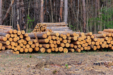 Stacked tree trunks felled by the logging timber industry in pine forest