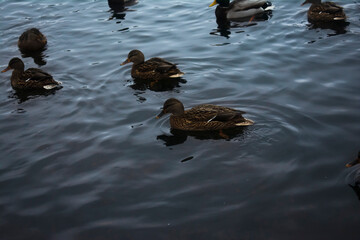 Wild ducks in the winter time of the Park