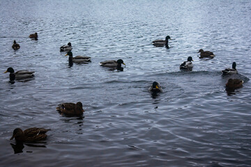 Wild ducks in the winter time of the Park