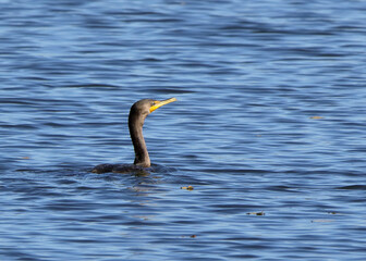 Double breasted cormorant swimming in blue rippled river