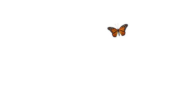 A beautiful monarch butterfly freely flying, then falling down. 3D rendering