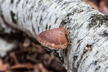 Birkenporling Fomitopsis betulina im Herbstwald - birch polypore in autumn forest 