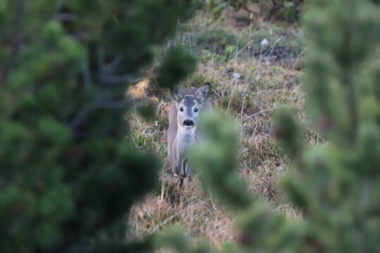 Small deer looking towards camera