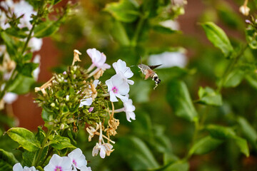 Macroglossum stellatarum motyl koliber na kwiatku floksa © TomPo