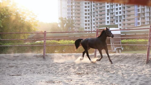Horse regular training running circle arena. Summer sunny morning. Beautiful brown equine enjoy run on sand with dust Slow motion High quality FullHD footage