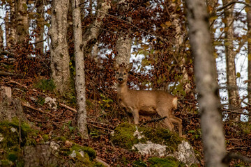 Deer looking towards camera in forest