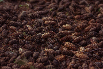 a carpet of pinecones