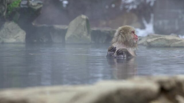 The famous snow monkeys bath in a natural onsen hot springs of Nagano, Japan. Japanese Macaques enjoys and outdoor bath at winter season. A wild macaque that enters a warm pool -Dan